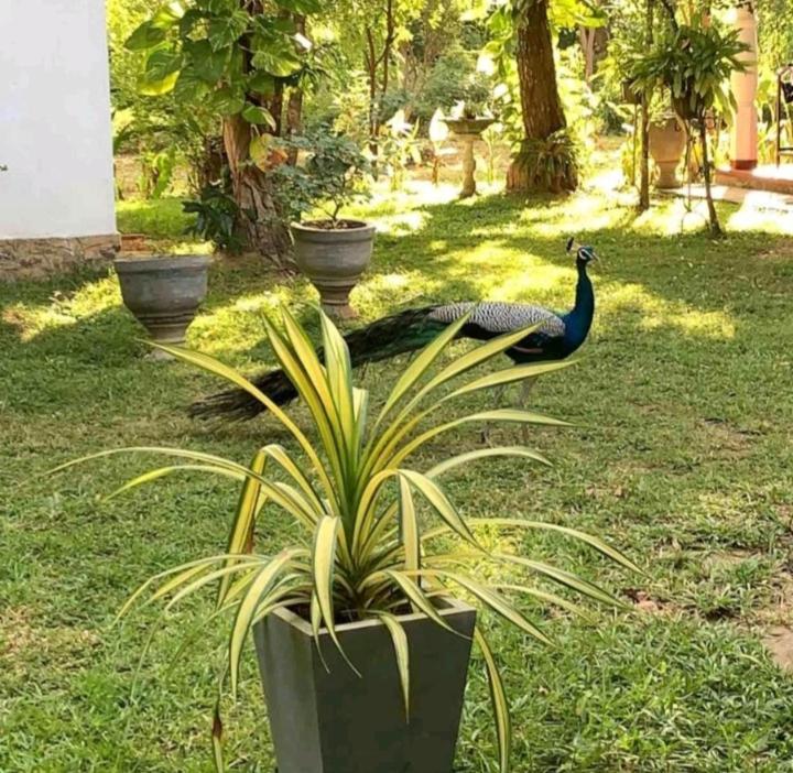 Bay Hill Guest House Tangalle Bagian luar foto
