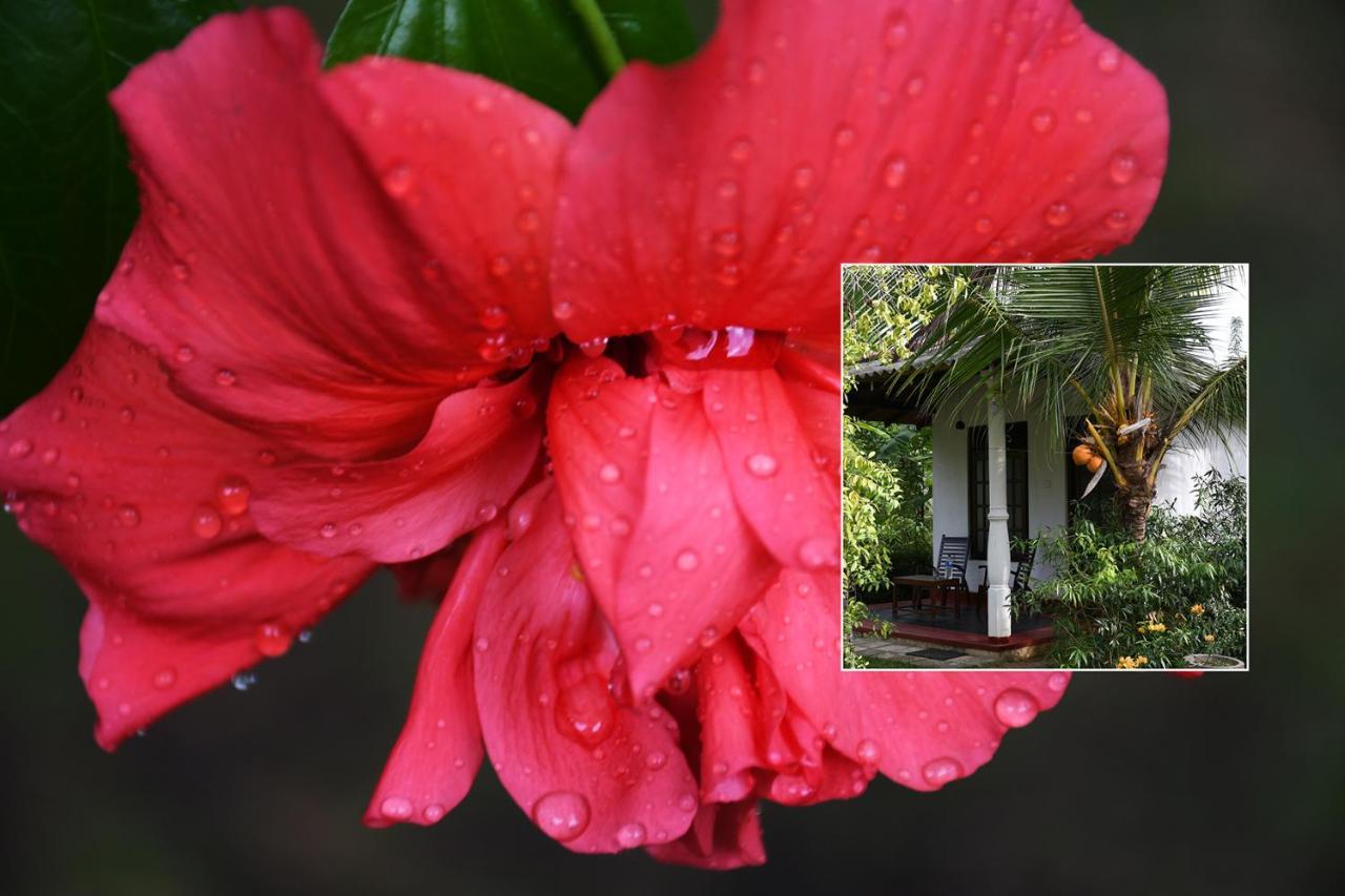 Bay Hill Guest House Tangalle Bagian luar foto